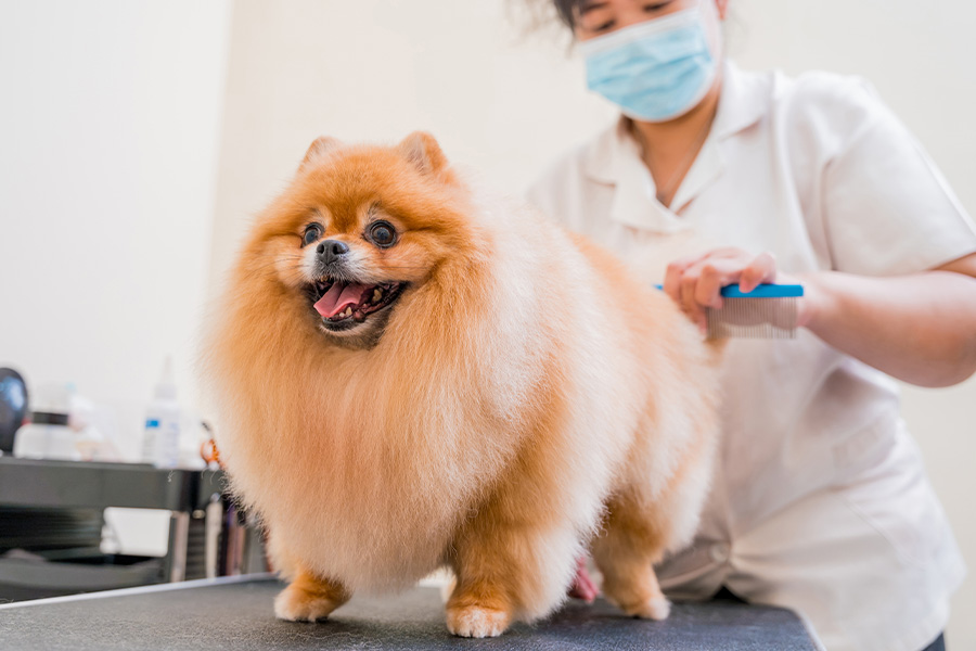 dog Haircuts and Styling