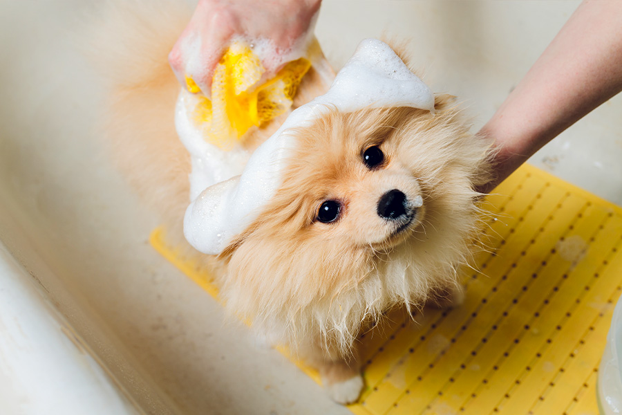 dog bathing