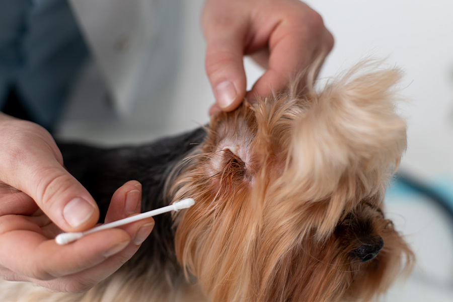 dog ear cleaning