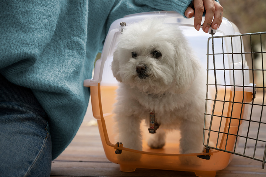 dog inside carrier