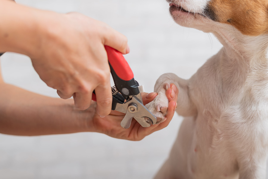 dog nail trimming