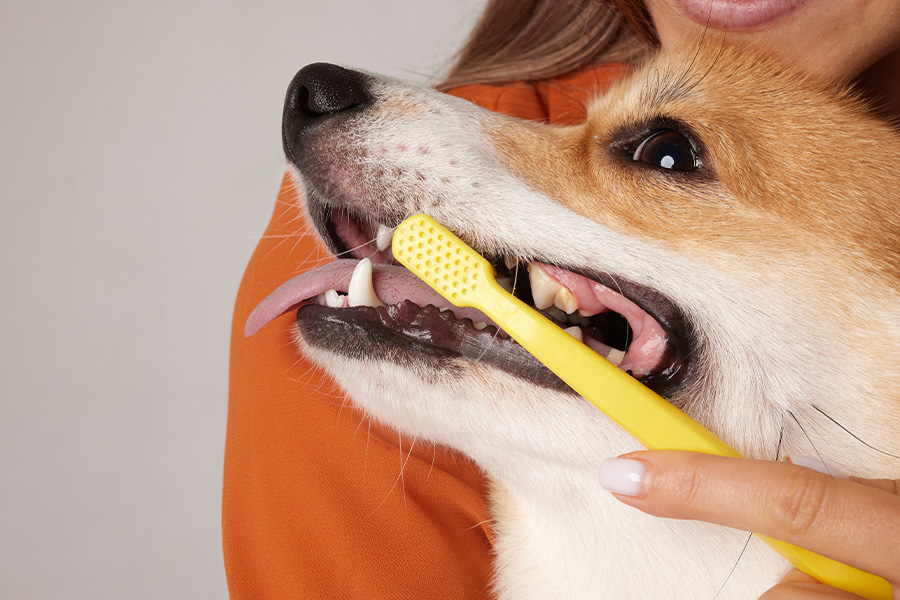 dog teeth brushing