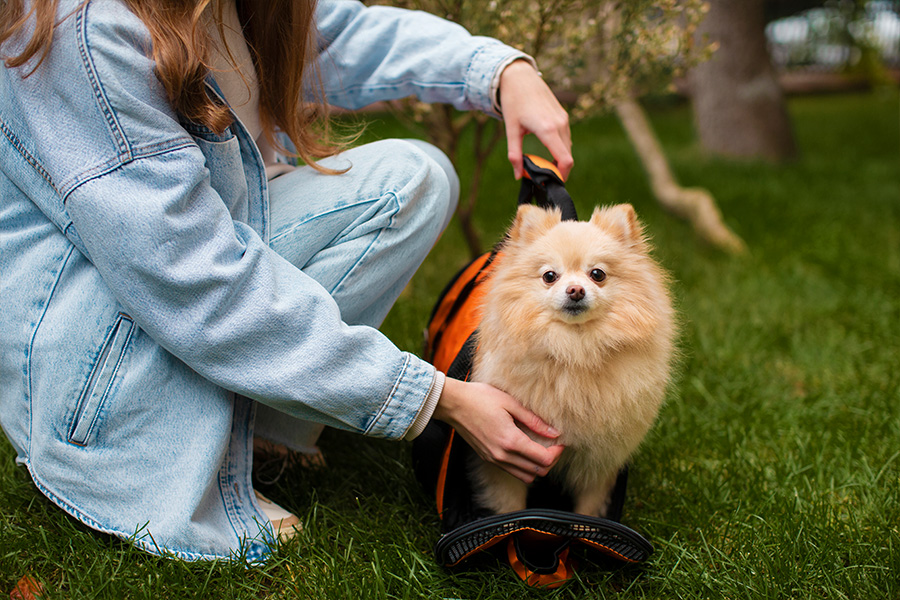 side view girl with cute dog