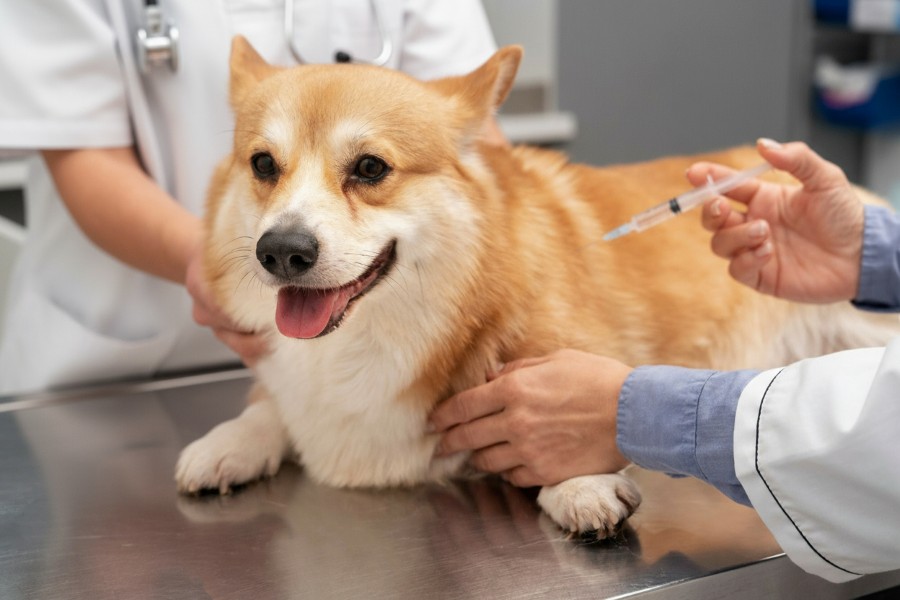 Treatment & Parasite Care